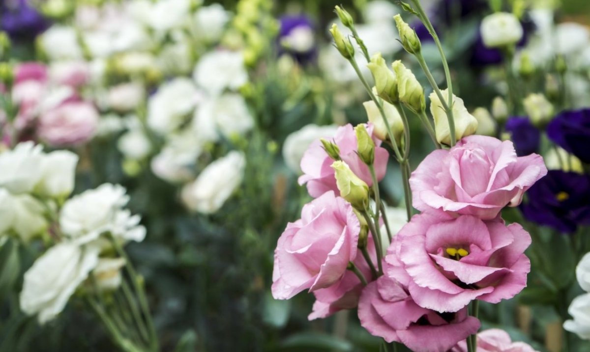 Эустома Лагуна дип Роуз