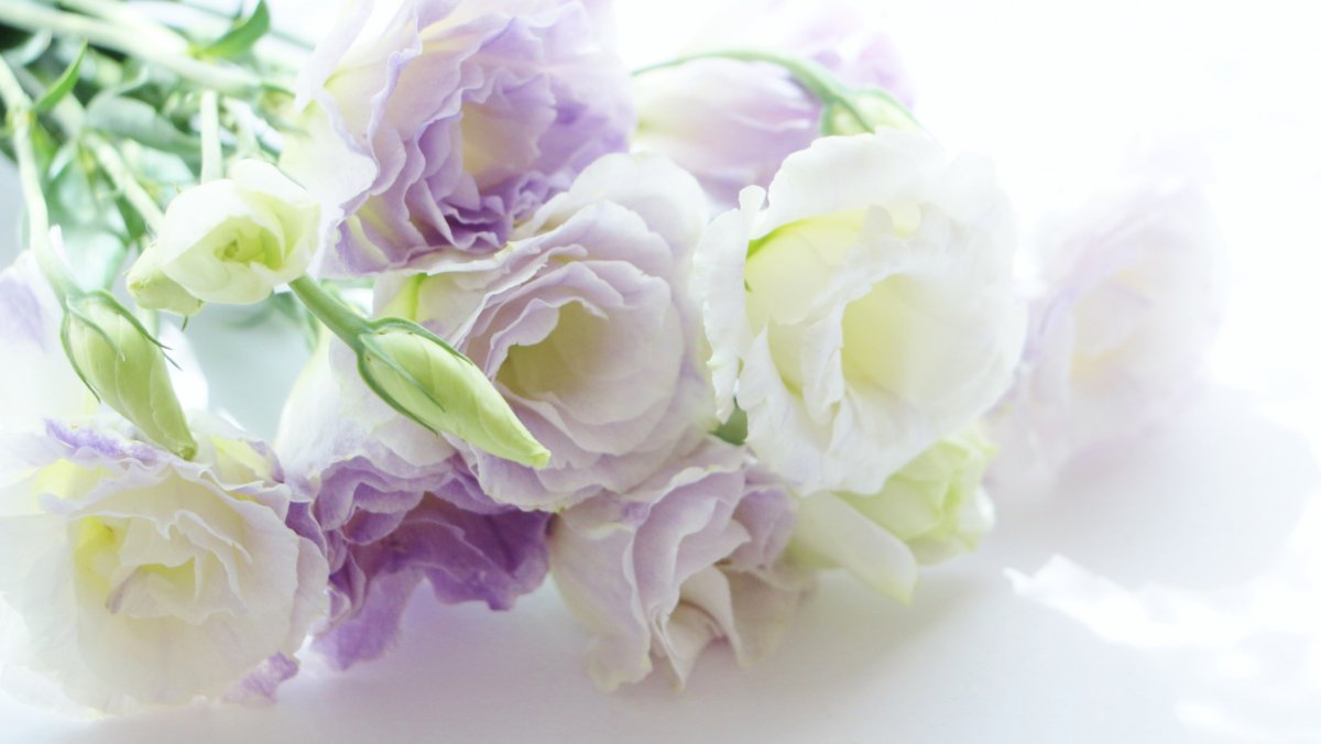 Эустома (Lisianthus)