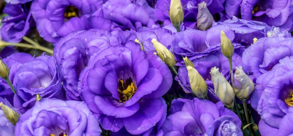 Лизиантус Эстетика