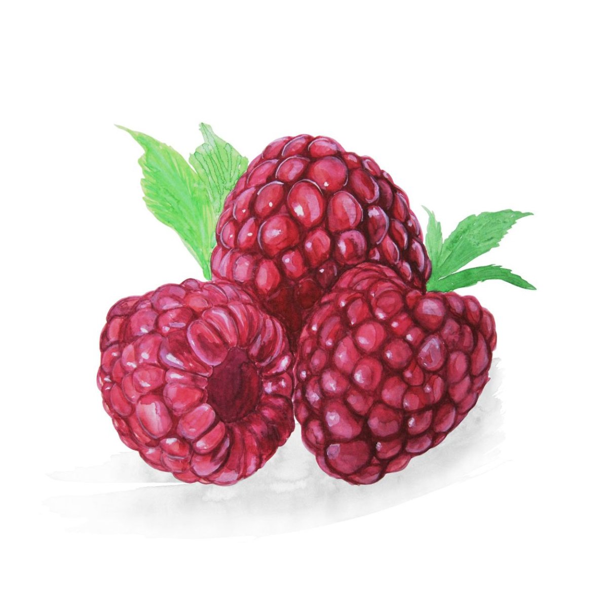 Малина акварель