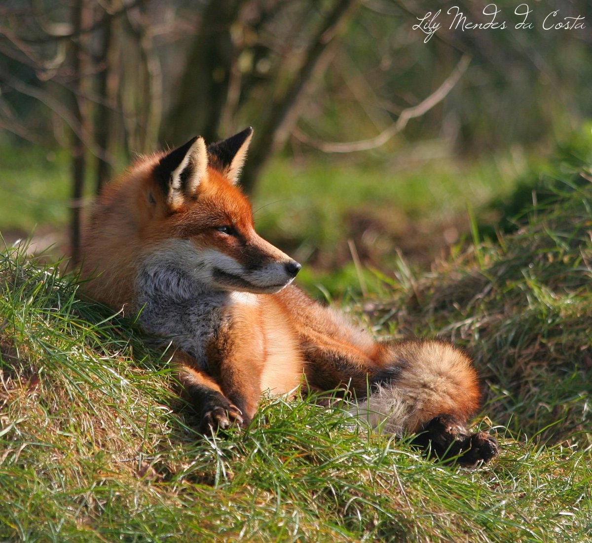 Рыжая девочка с лисой