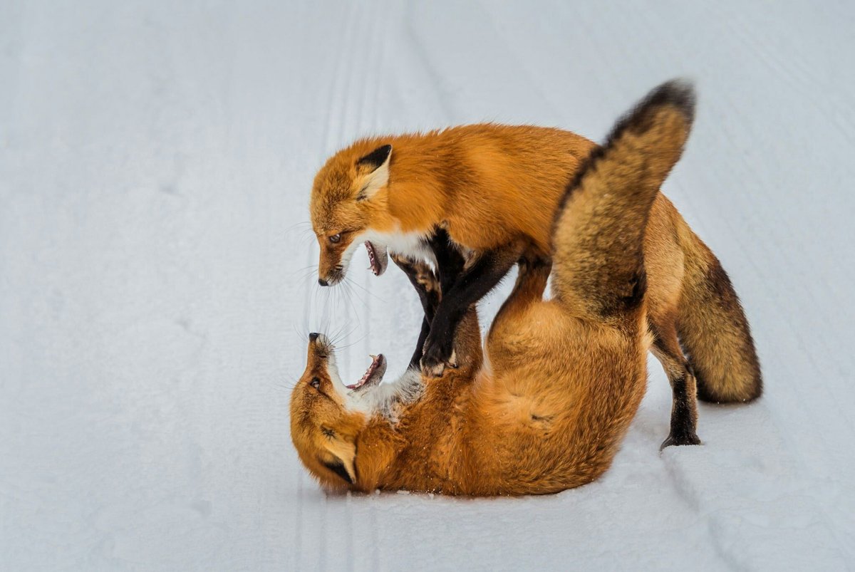 Лиса пьет воду