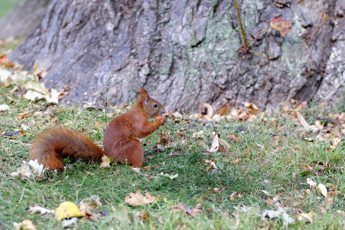 Отражение животного в воде