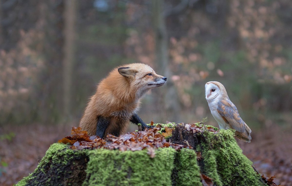 Лиса с лисятами в норе