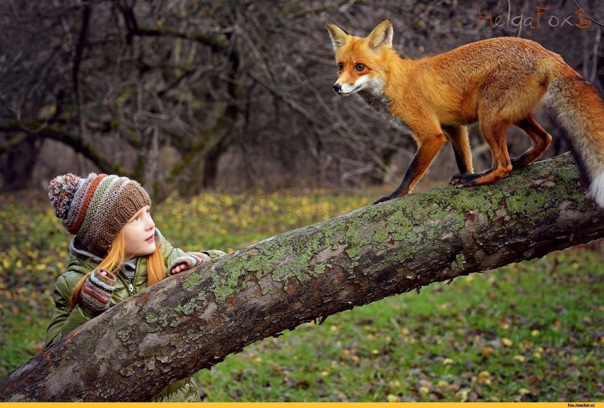 Сказочная лиса