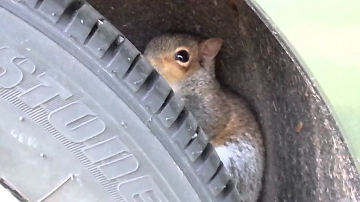 Вертеться как белка в колесе