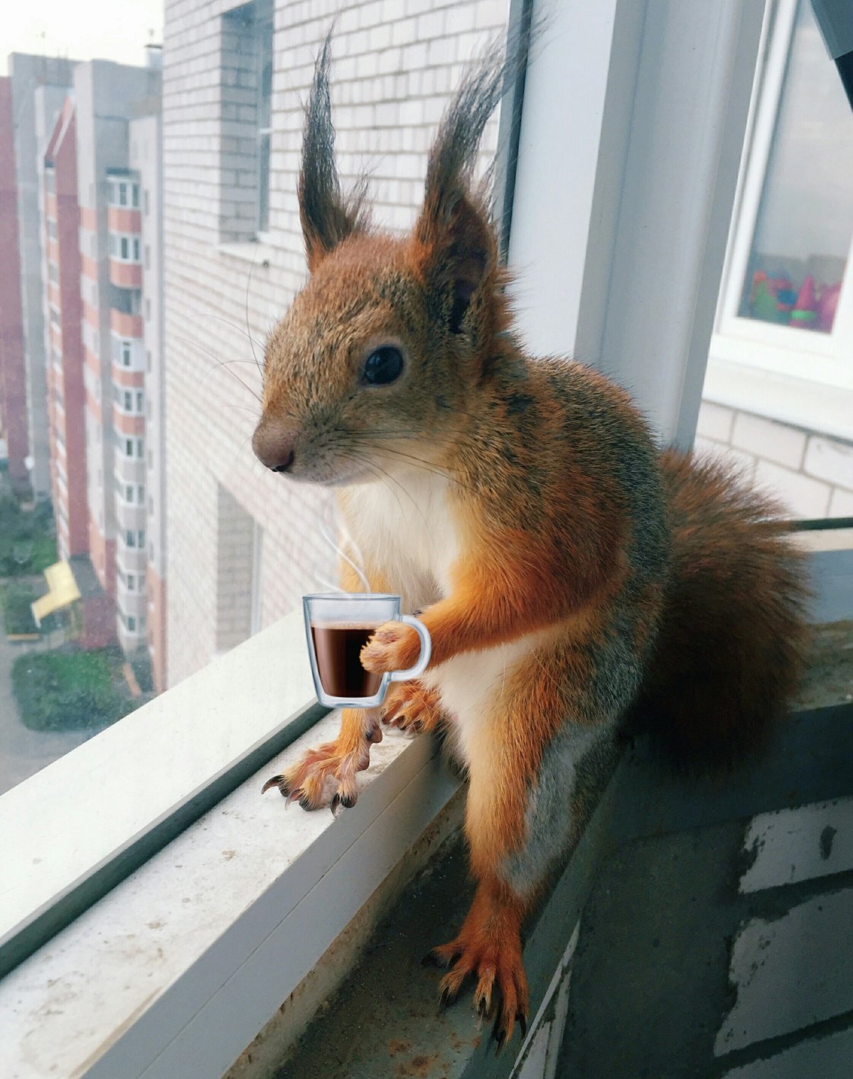 Белка в колесе