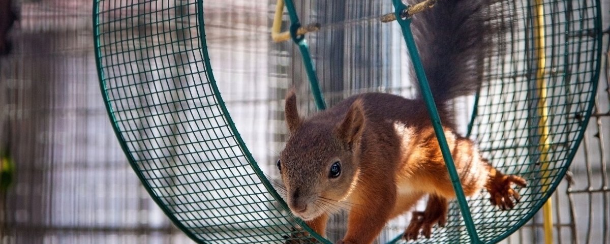 Человек бежит в колесе
