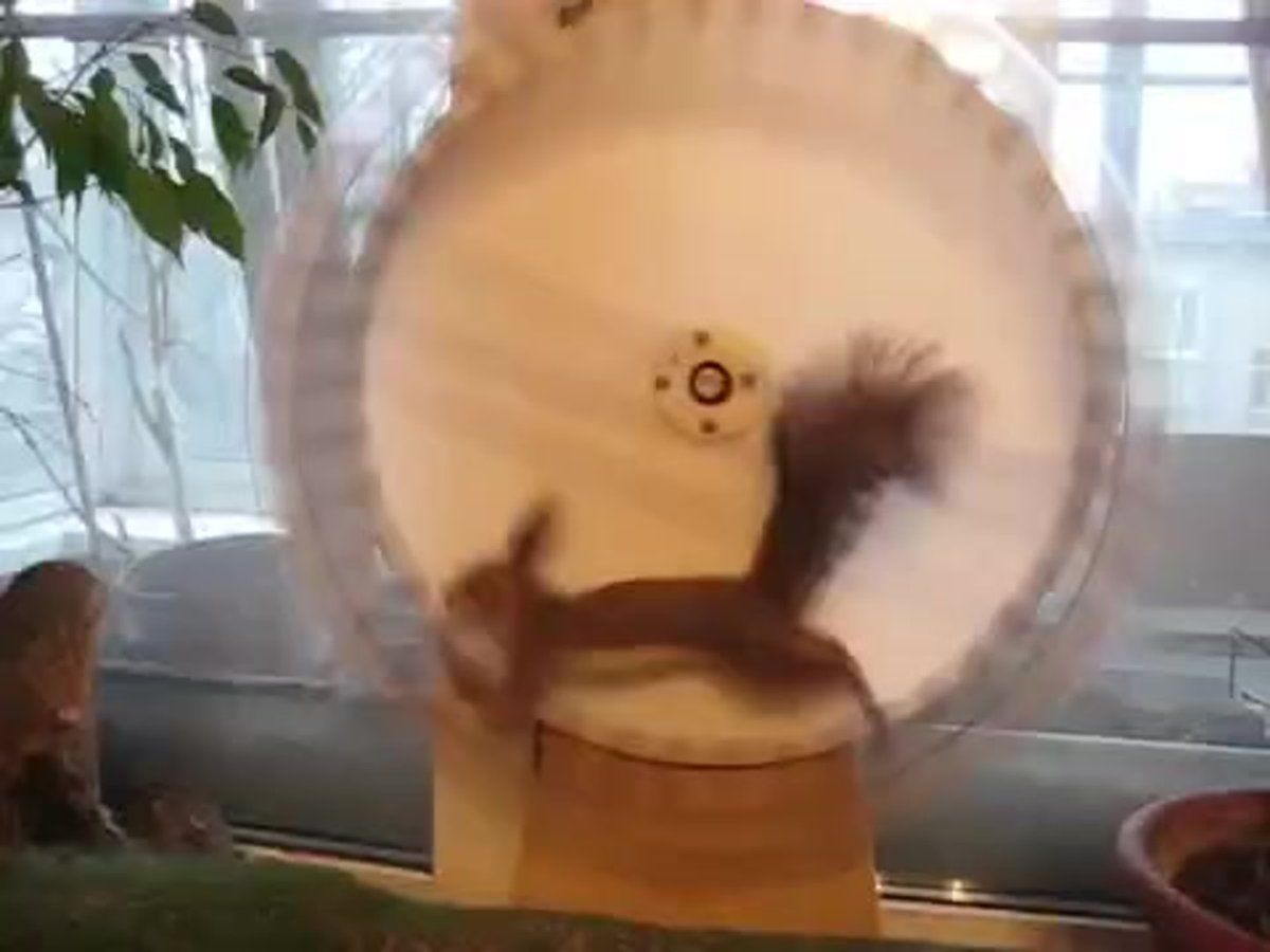 Белка на колесиках