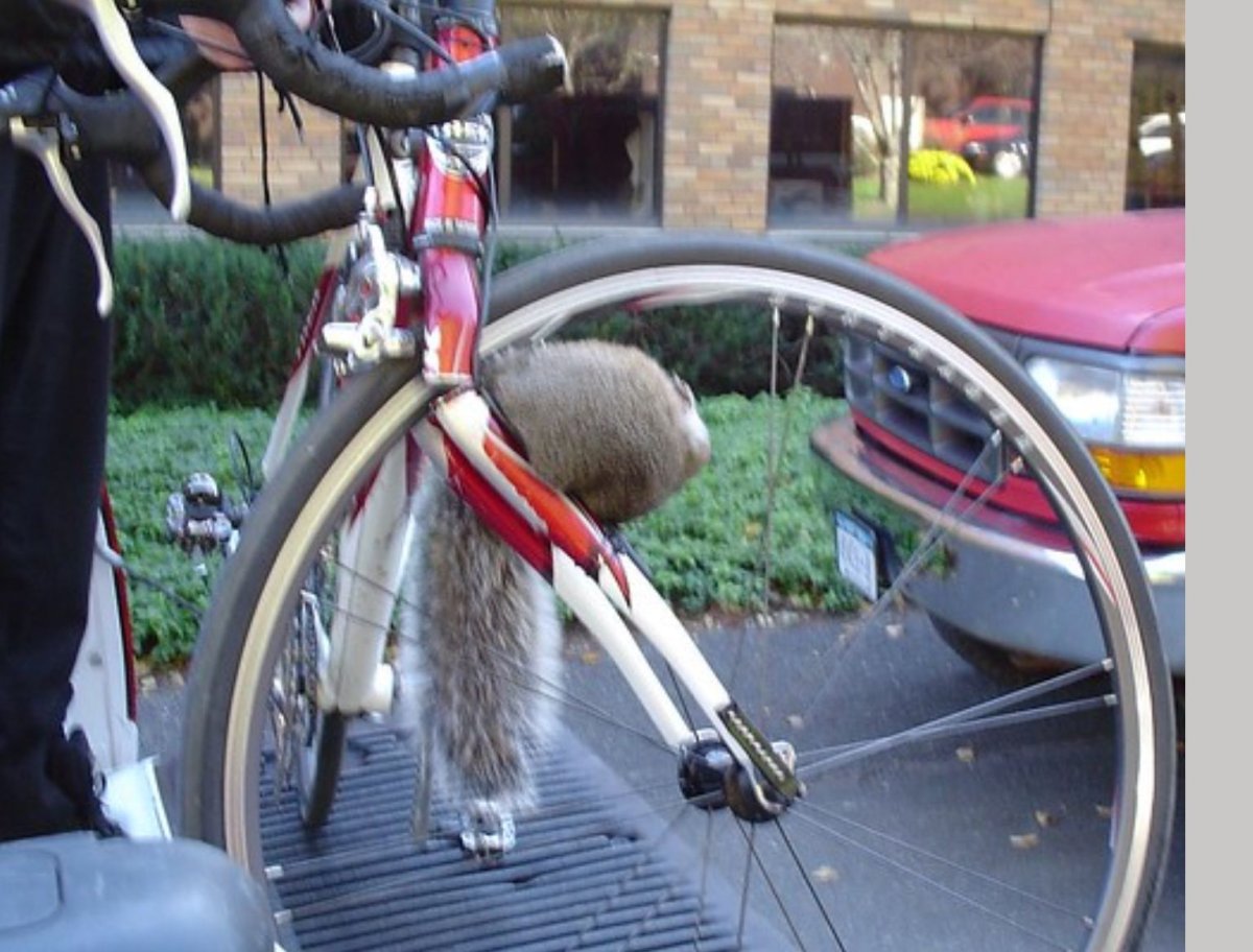 Хомяк в колесе раскраска