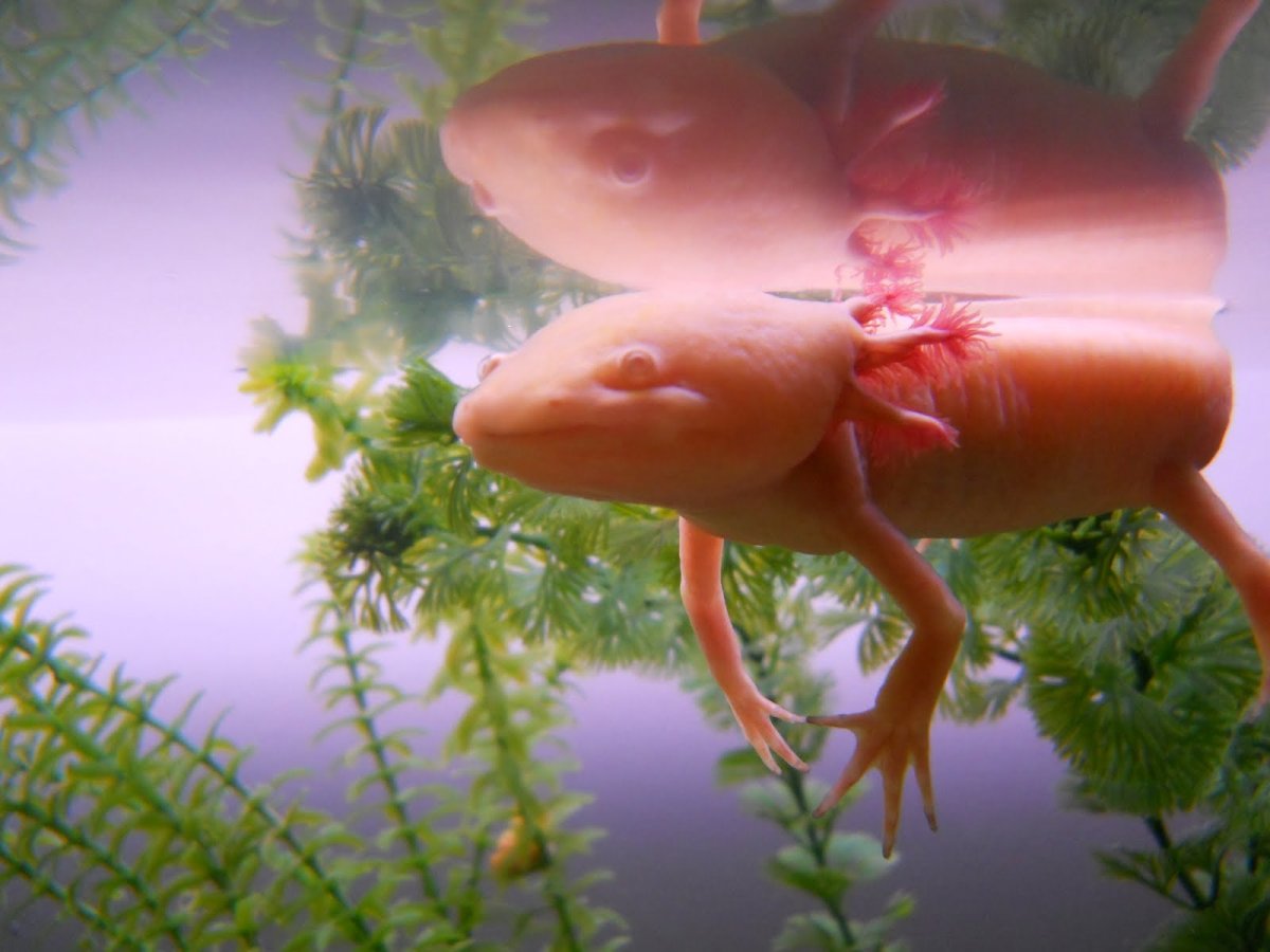 Аксолотль ФОРТНАЙТ аксолотль