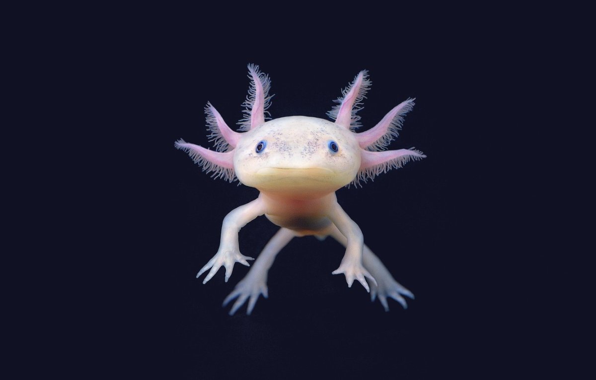 Рыбка аксолотль