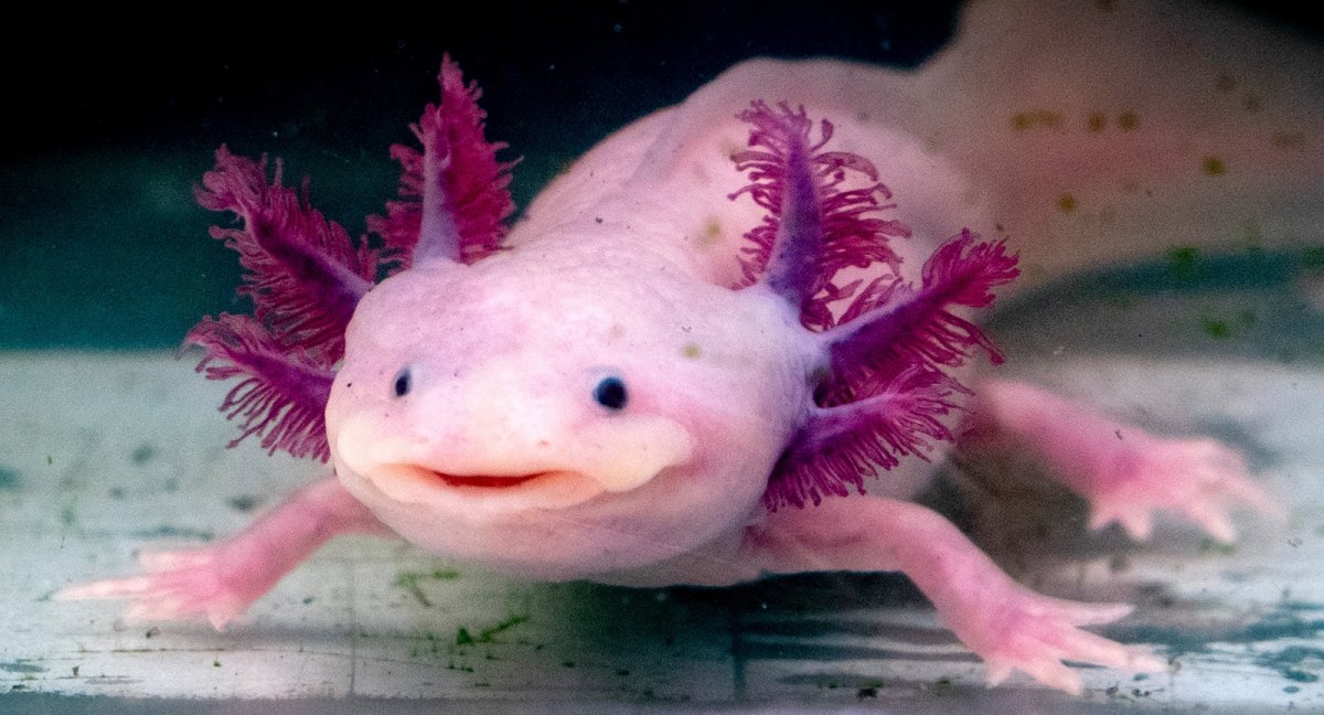 Аксолотль детёныш