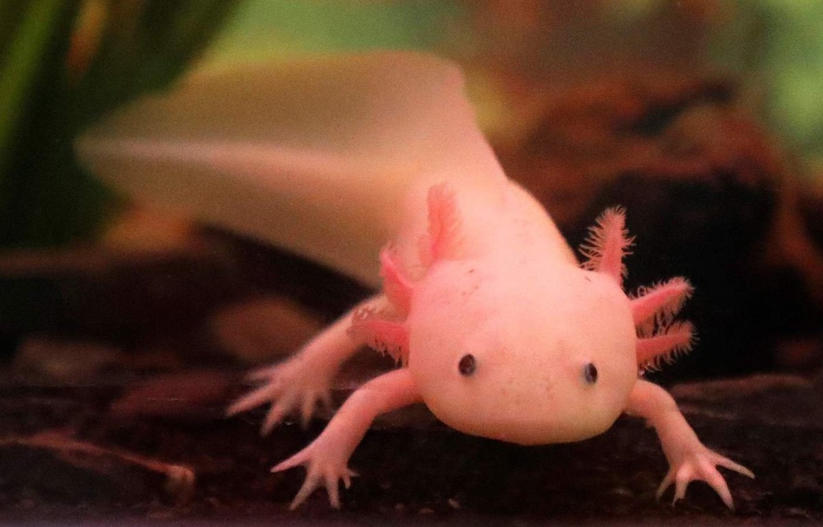 Аксолотль ареал