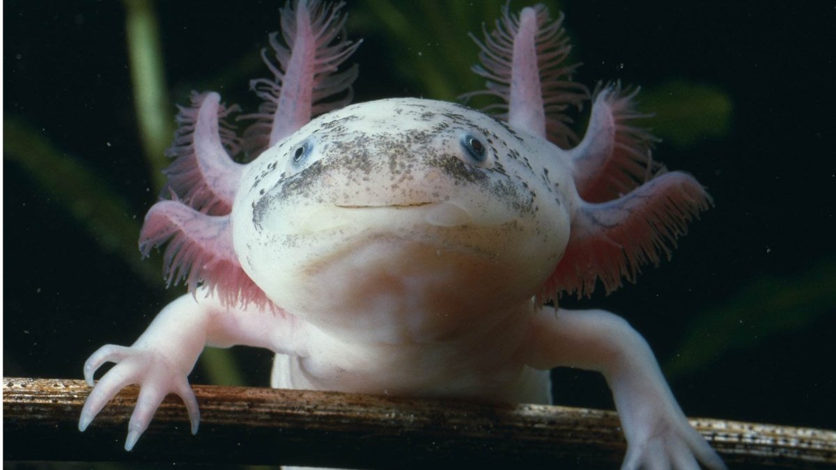 Амбистома и аксолотль