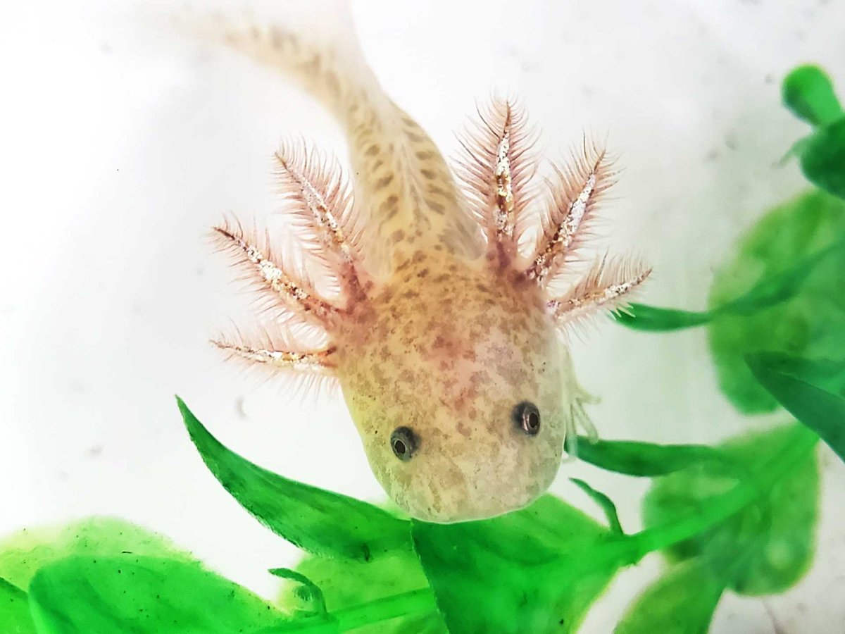 Аксолотль аксолотль аксолотль