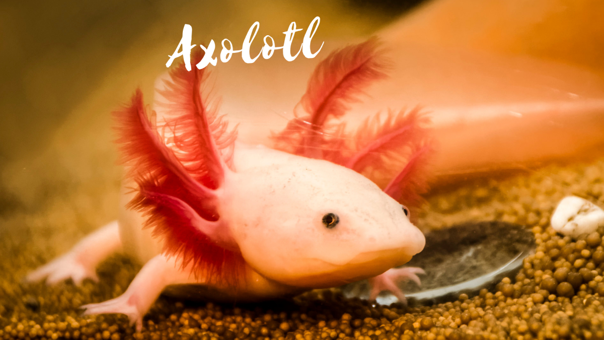Аксолотль ФОРТНАЙТ