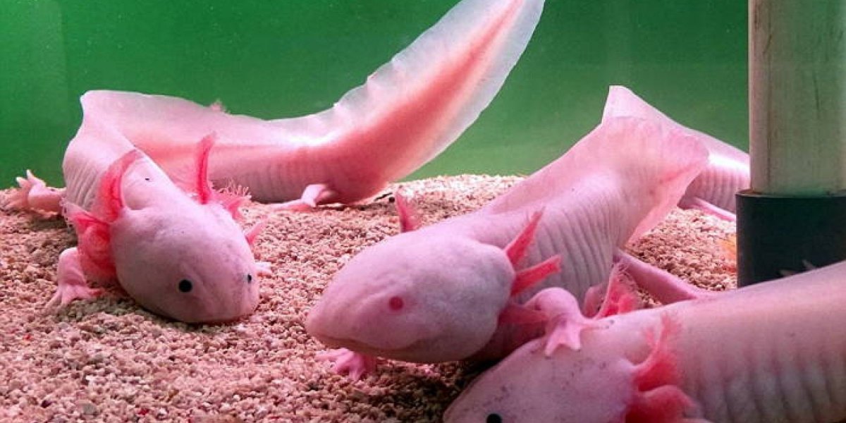 Аксолотль мексиканской амбистомы