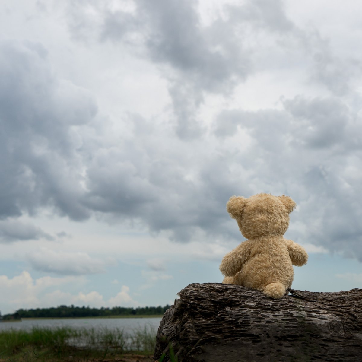 Одинокий мишка