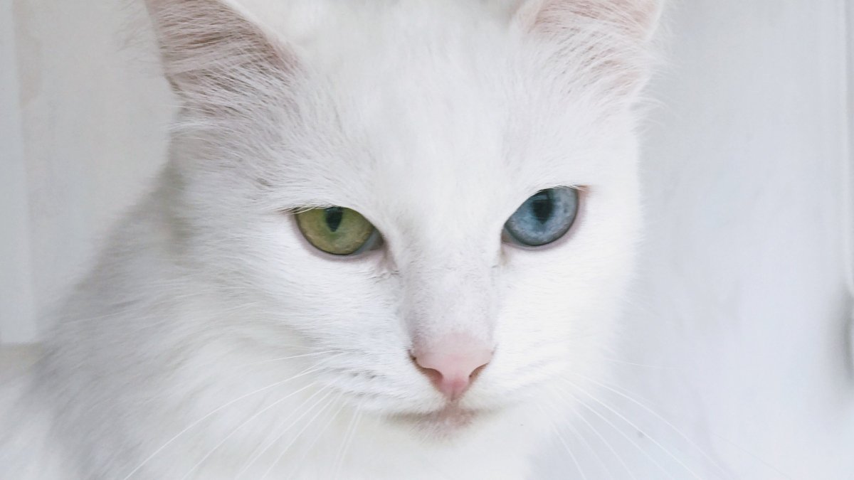Ангорская кошка альбинос