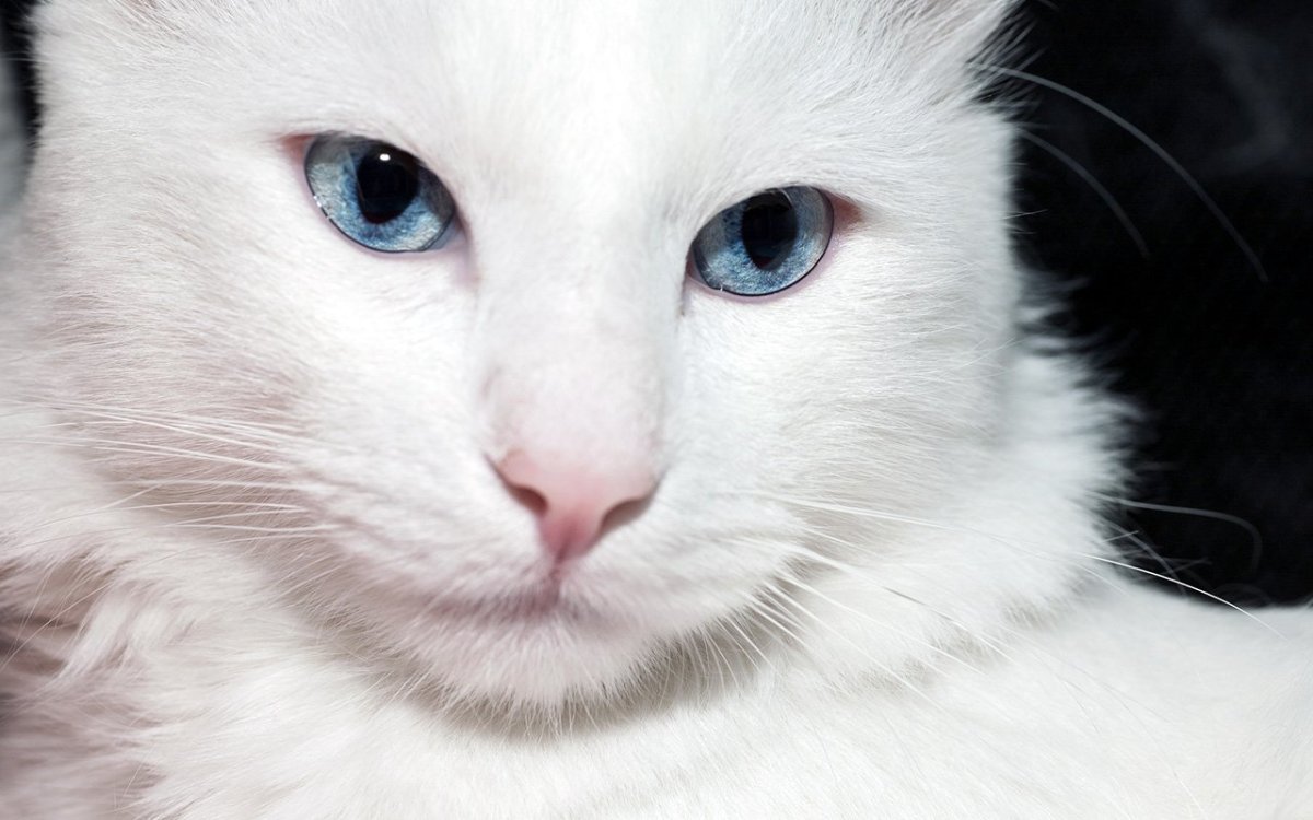 Сибирская ангора альбинос