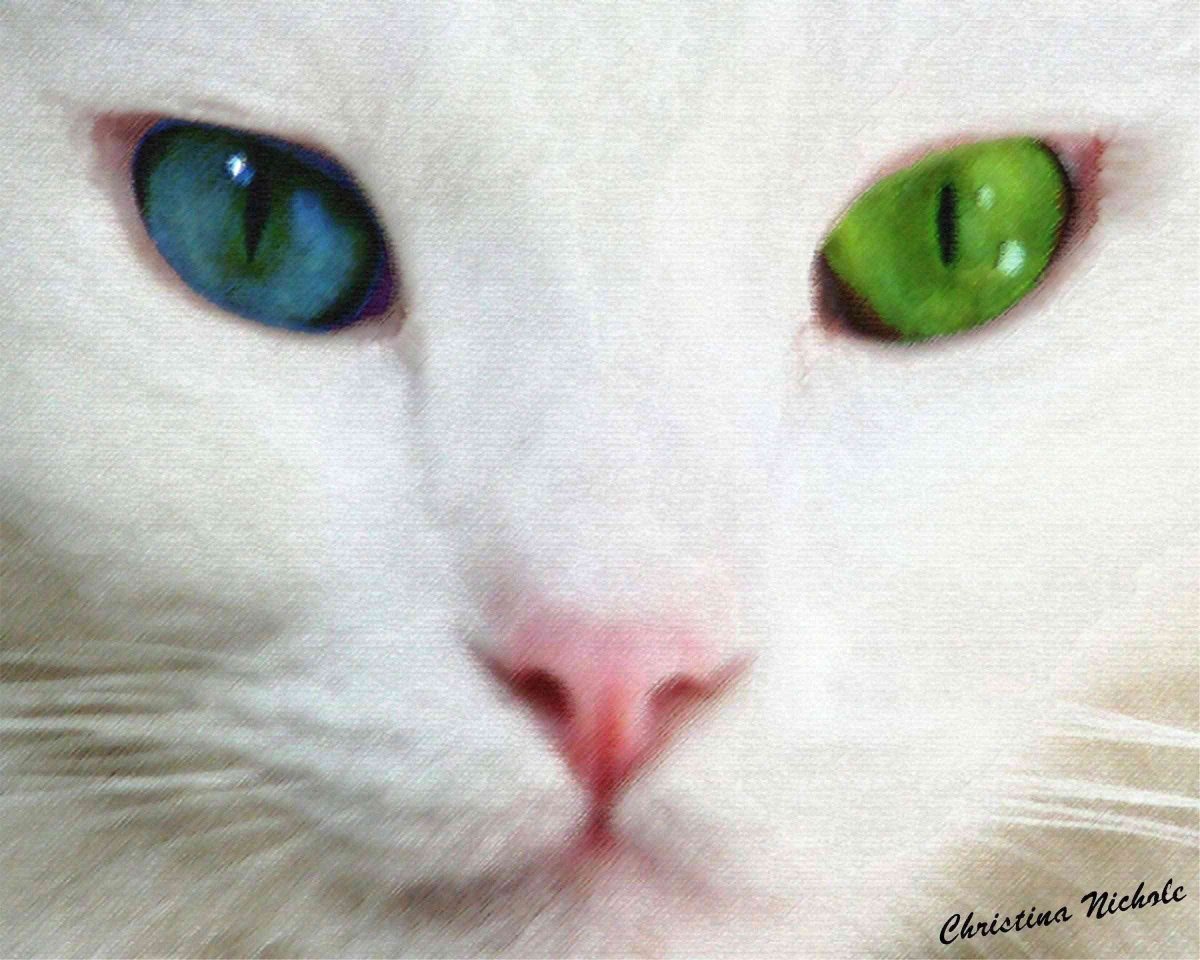Кот белый с голубыми зелёными глазами