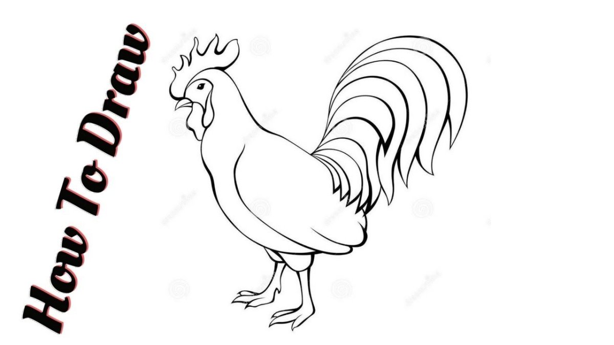 Петух без хвоста