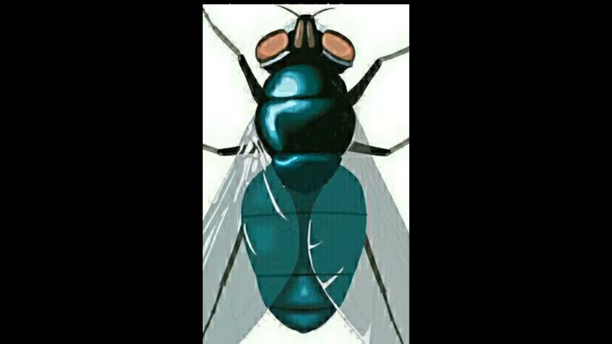 Комар в шляпе