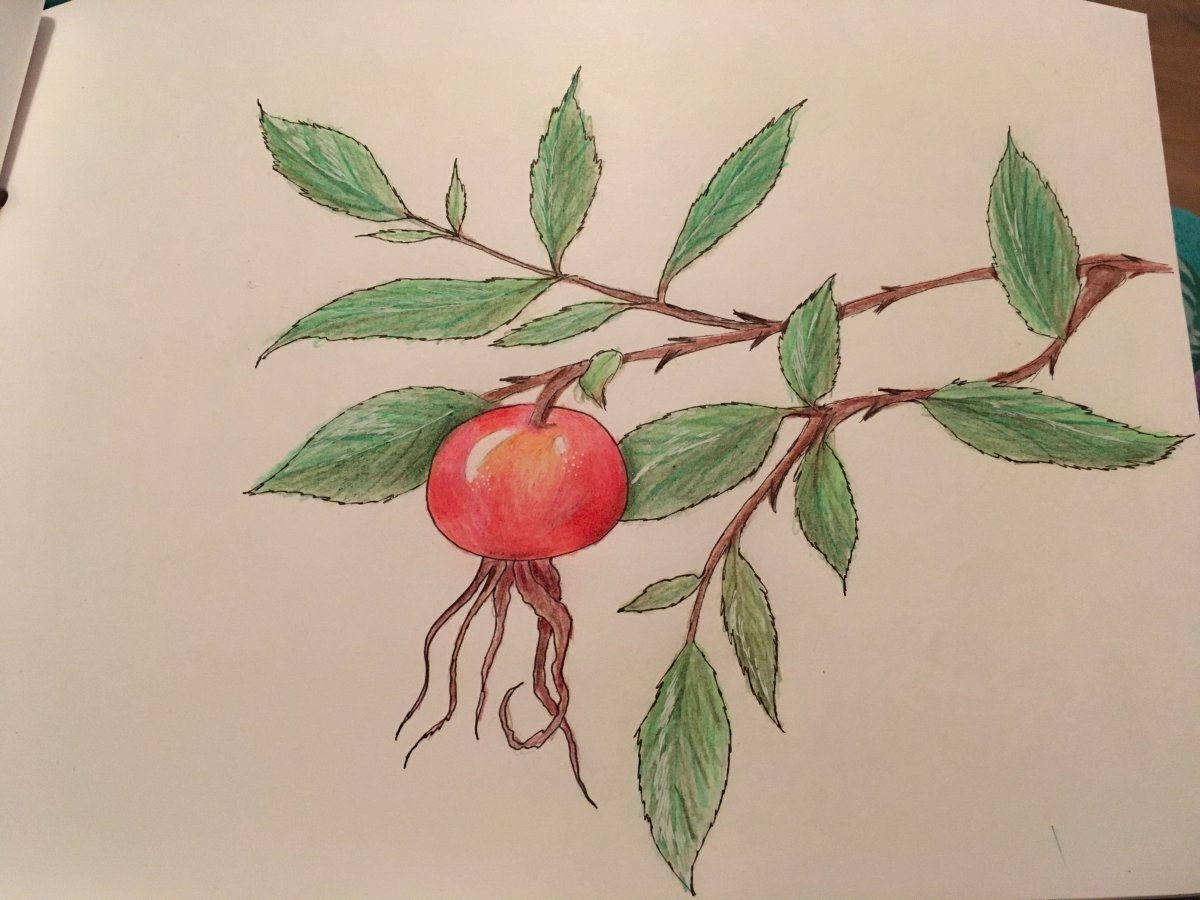 Шиповник карандашом