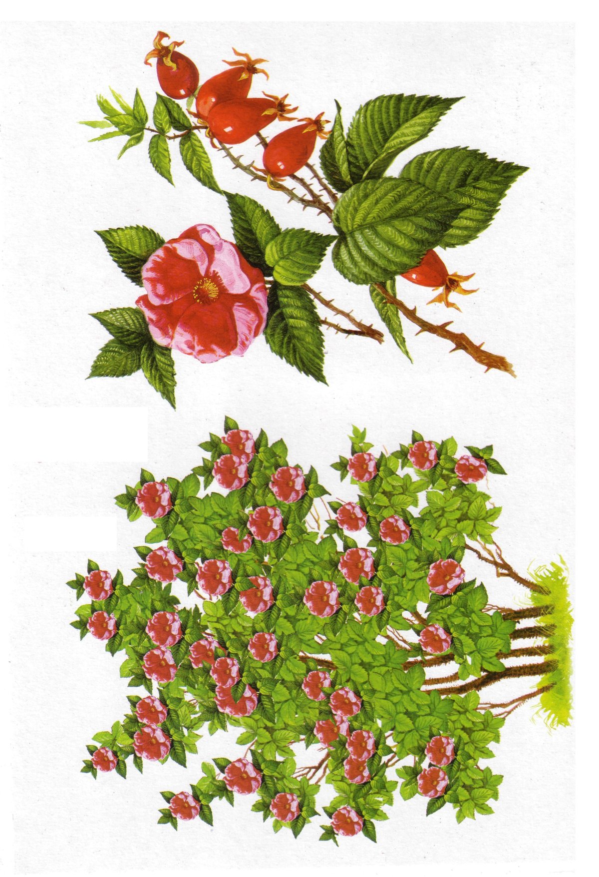 Шиповник кустарник куст