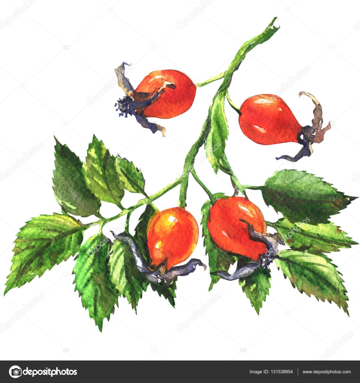 Ягоды шиповника акварель