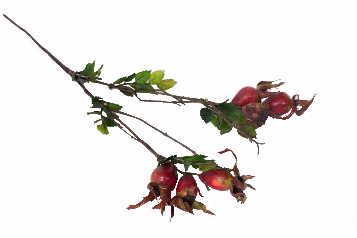 Шиповник логотип