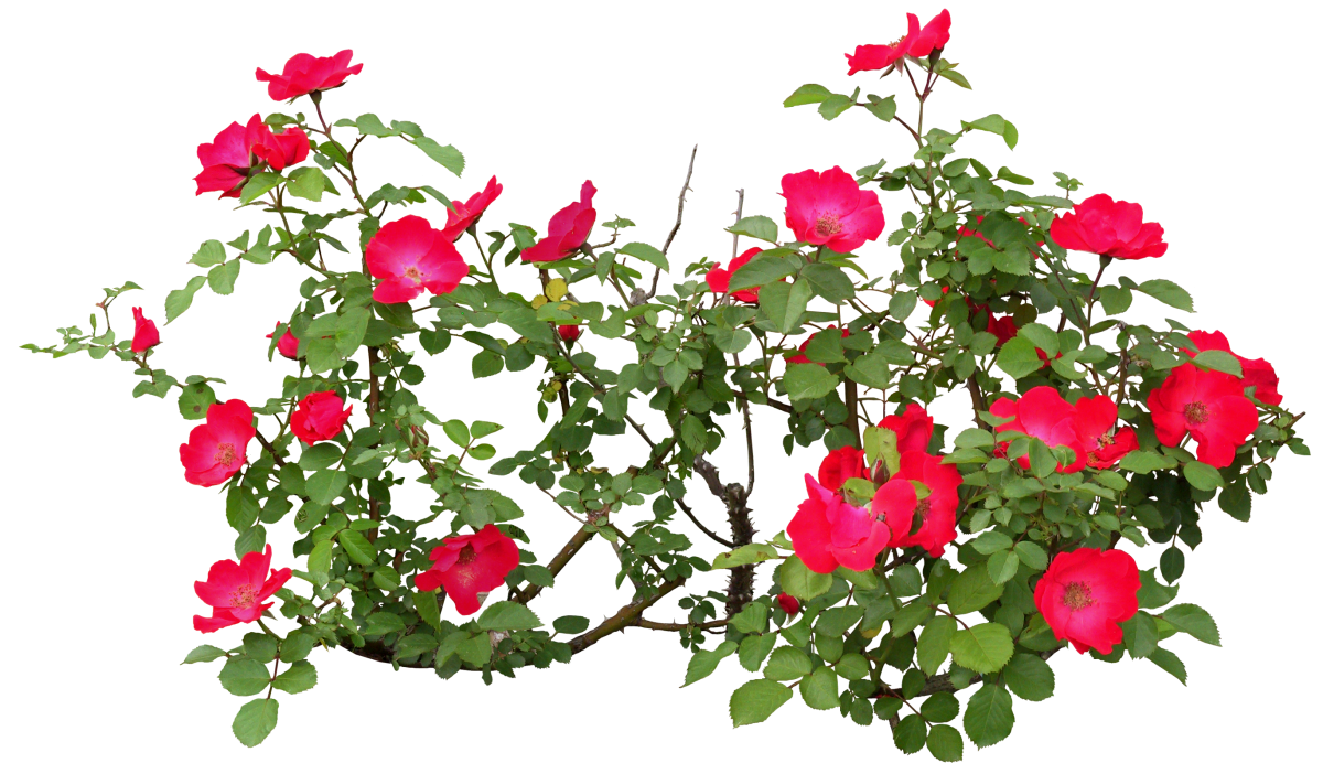 Веточка шиповника чб