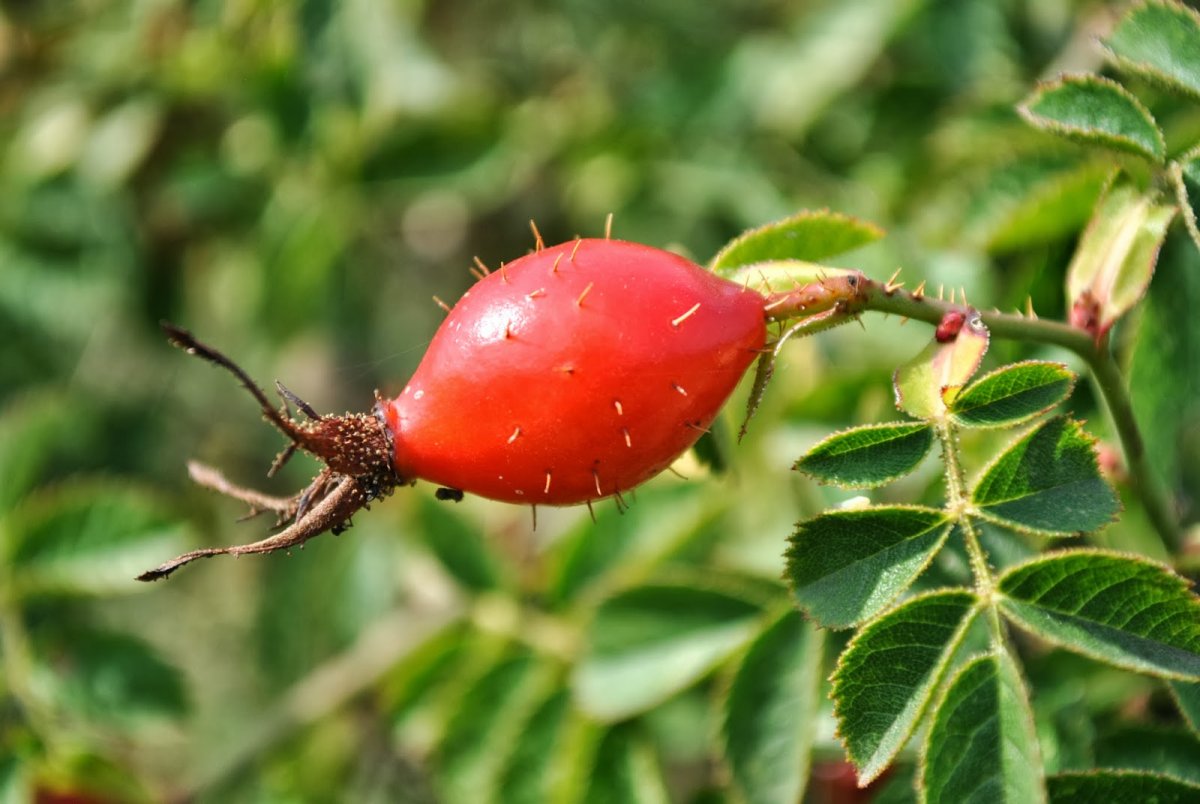 Куст розы на прозрачном фоне