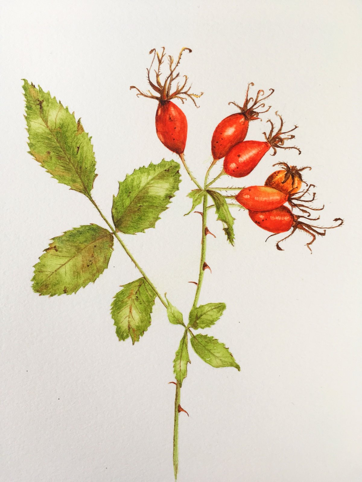 Куст шиповника рисунок