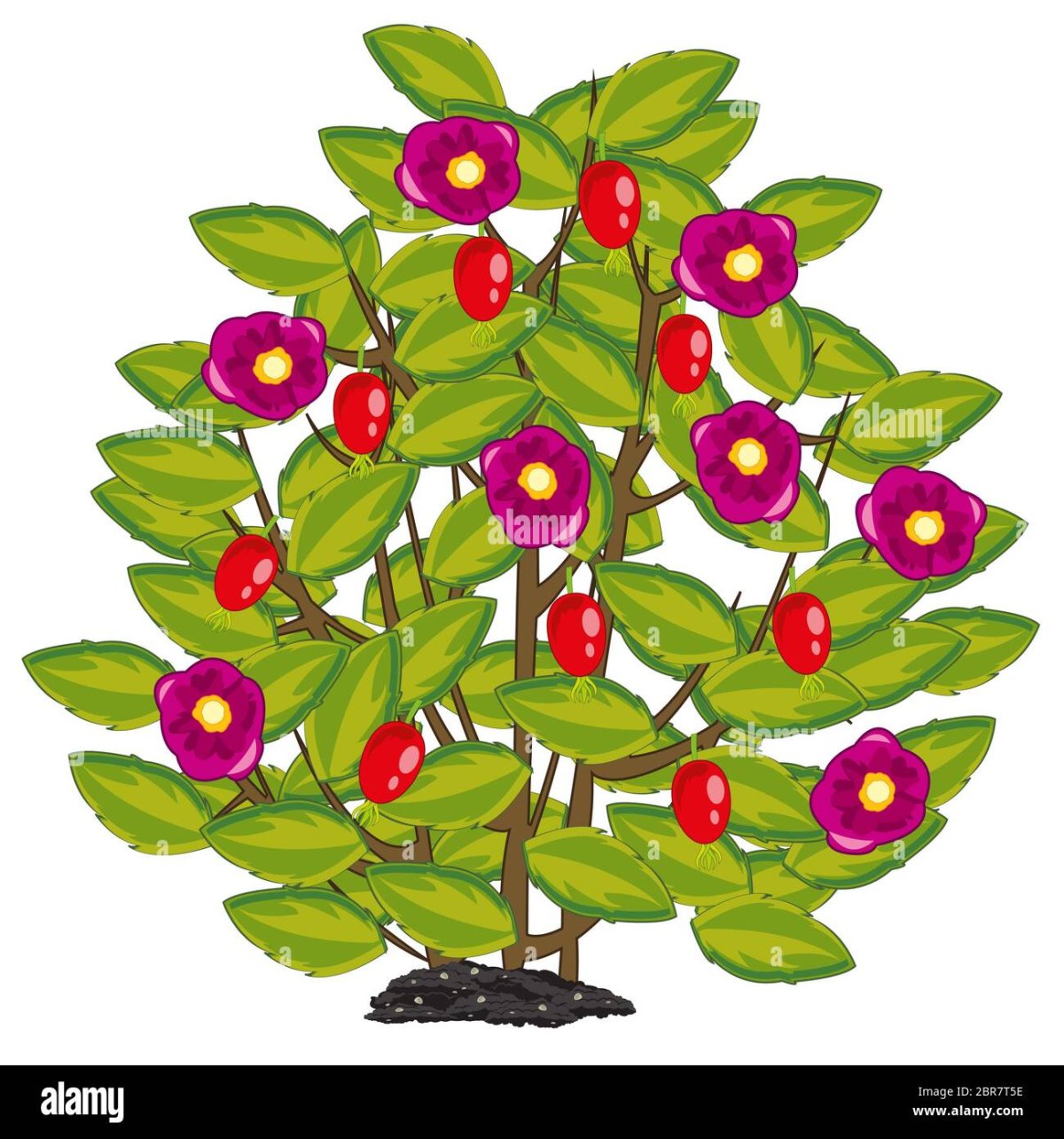 Куст шиповника вектор