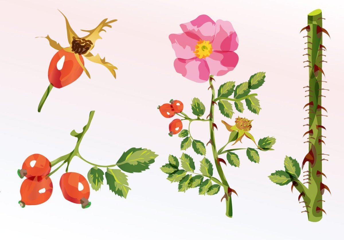 Шиповник для дошкольников