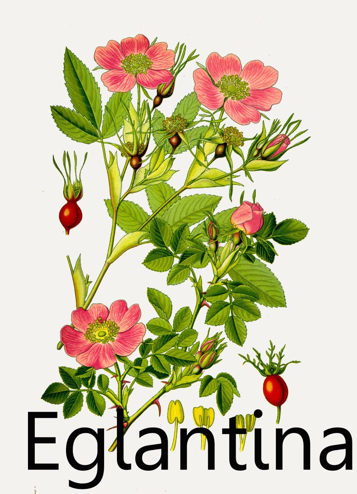 Шиповник Майский Фармакогнозия