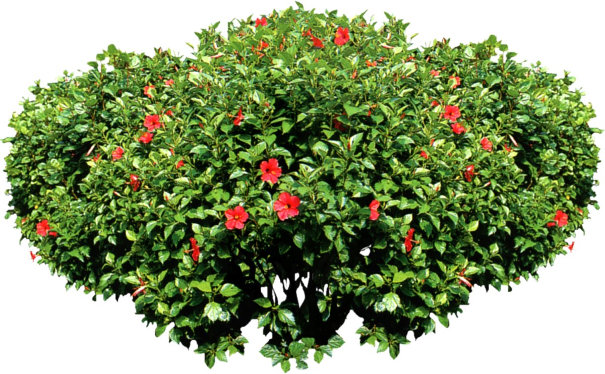 Шиповник цветы