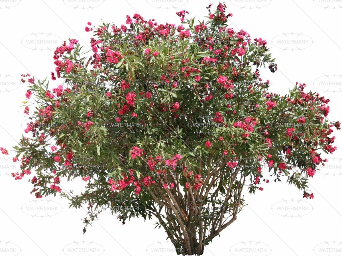 Куст шиповника для детей