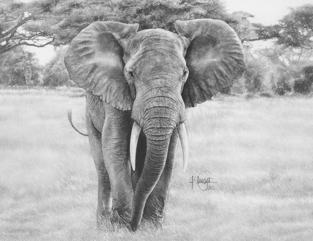 Картина слон черно белая