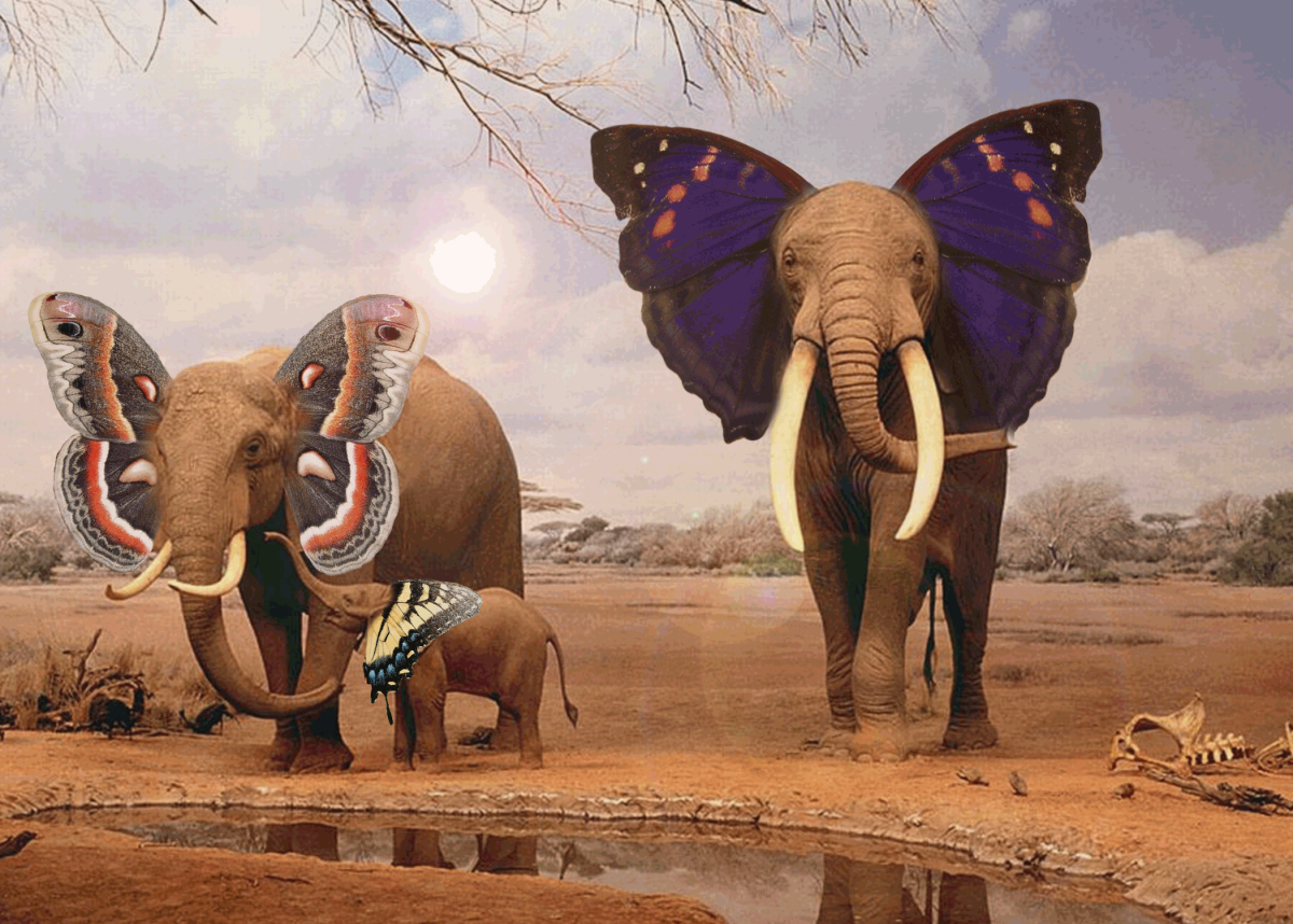 Слон бабочка