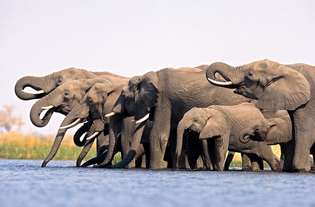 Популяция слонов