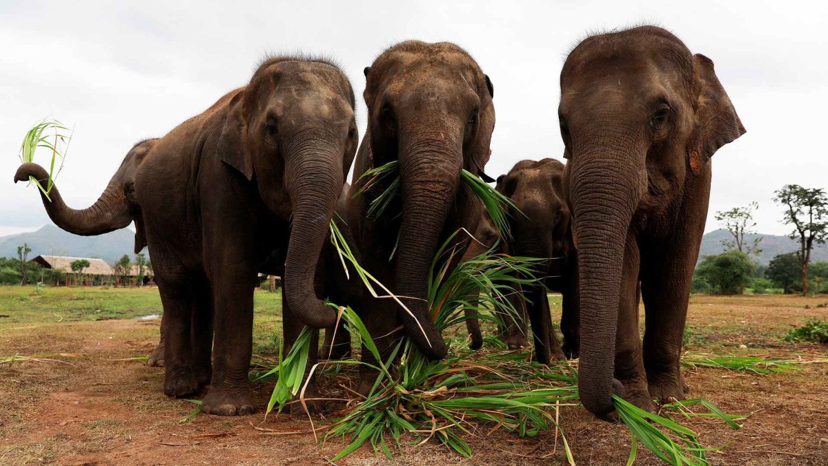 Слон жуёт траву