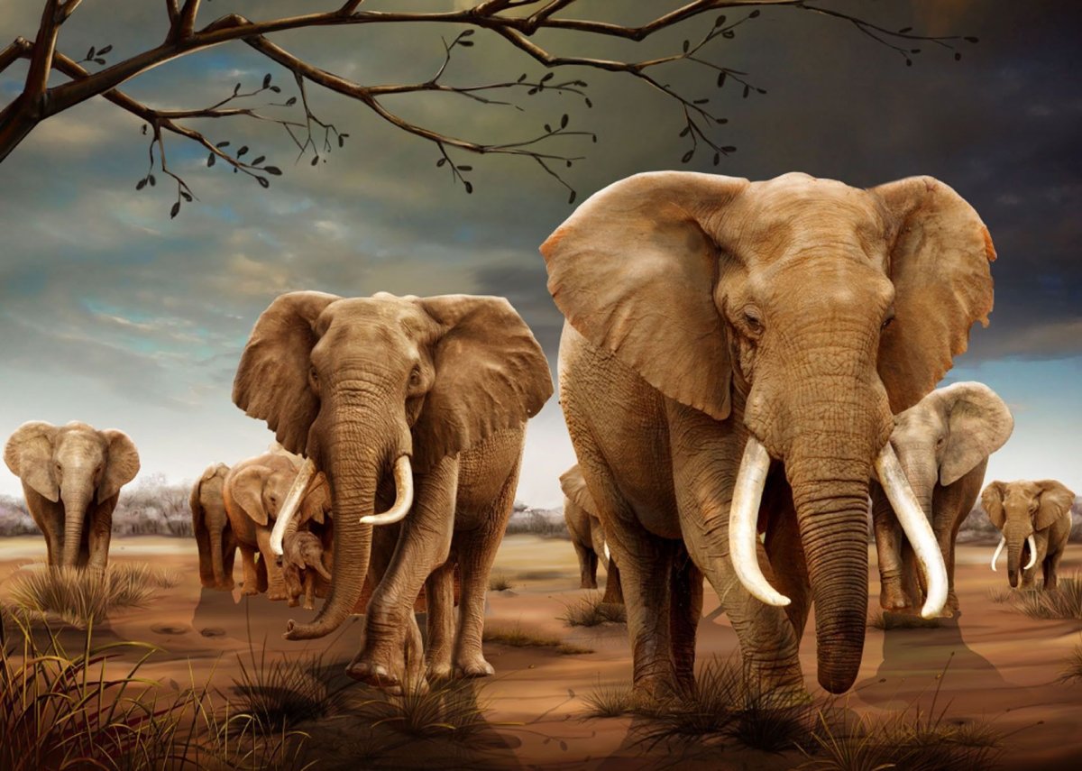 Слоны Постер