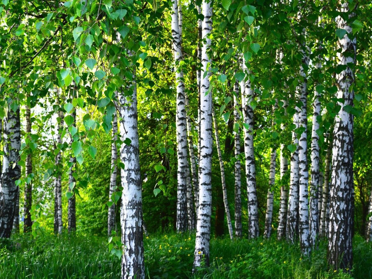 Березовая роща Тверь