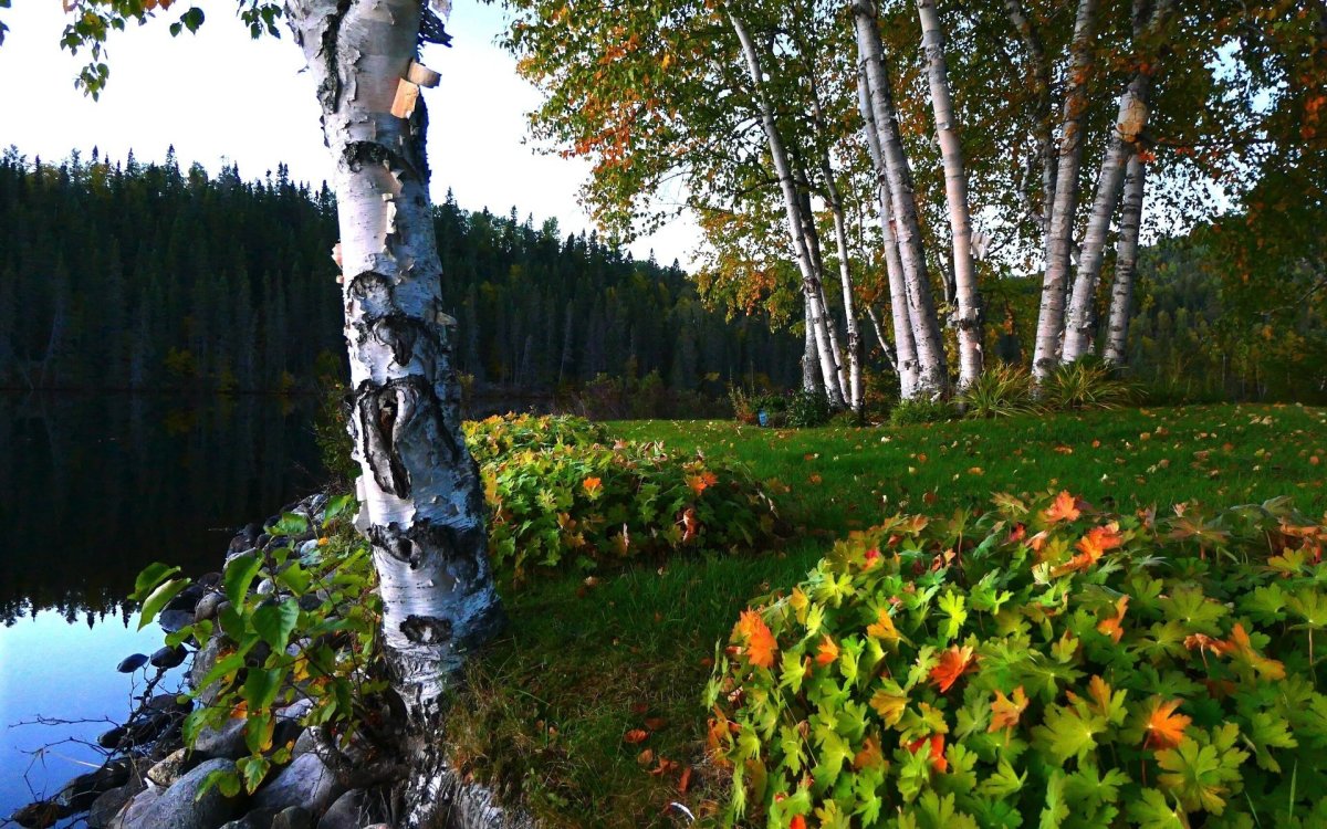 Березки Алтайского края