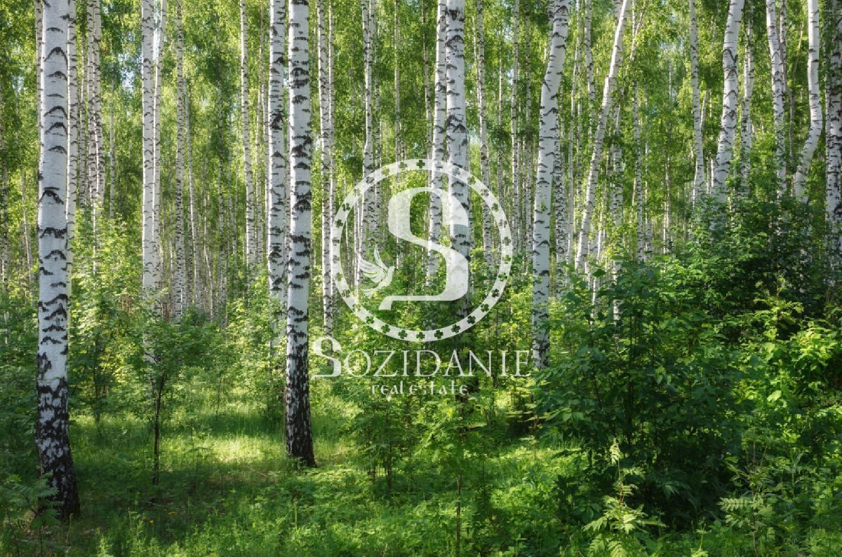 Березовые Рощи Южного Урала