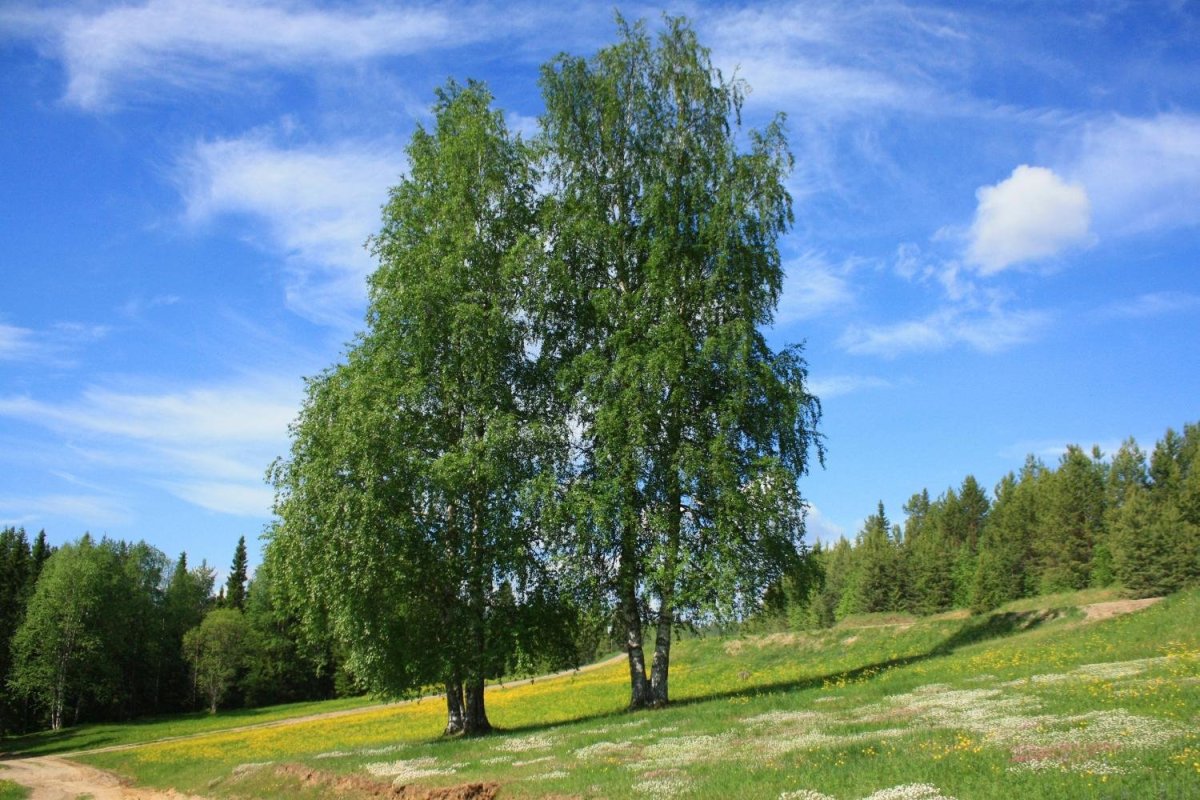 Белая береза