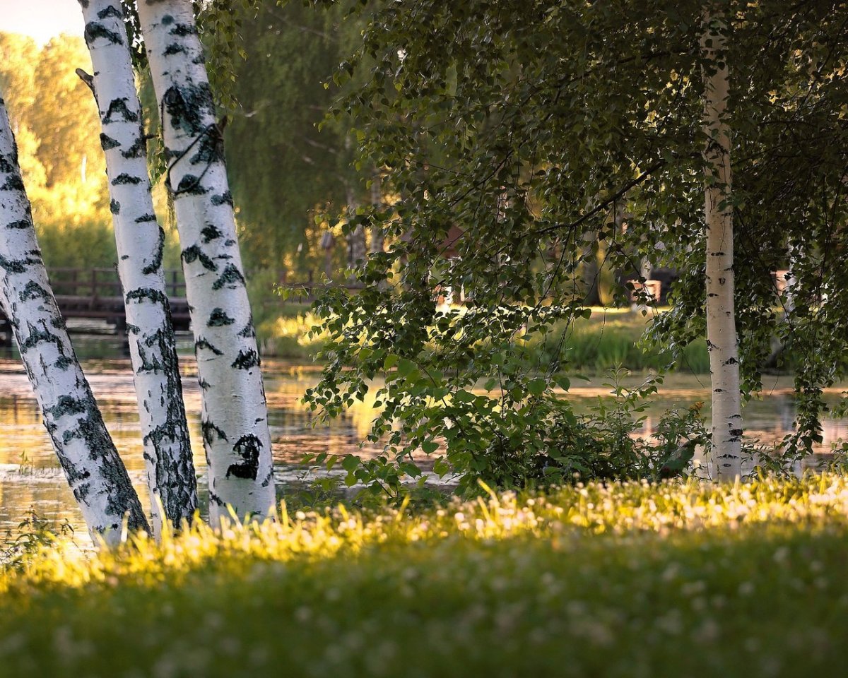 Лето березы